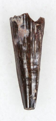 Eryops Tooth From Oklahoma - Giant Permian Amphibian #33552